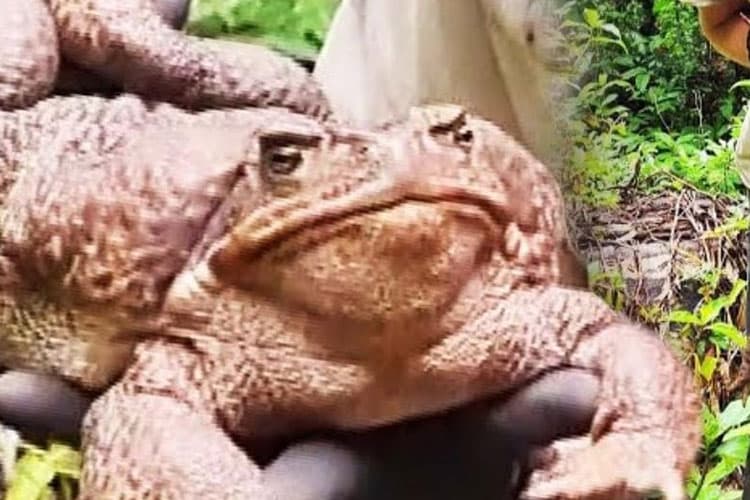 Nasib Mengenaskan Toadzilla, Katak Terbesar di Dunia dari Australia